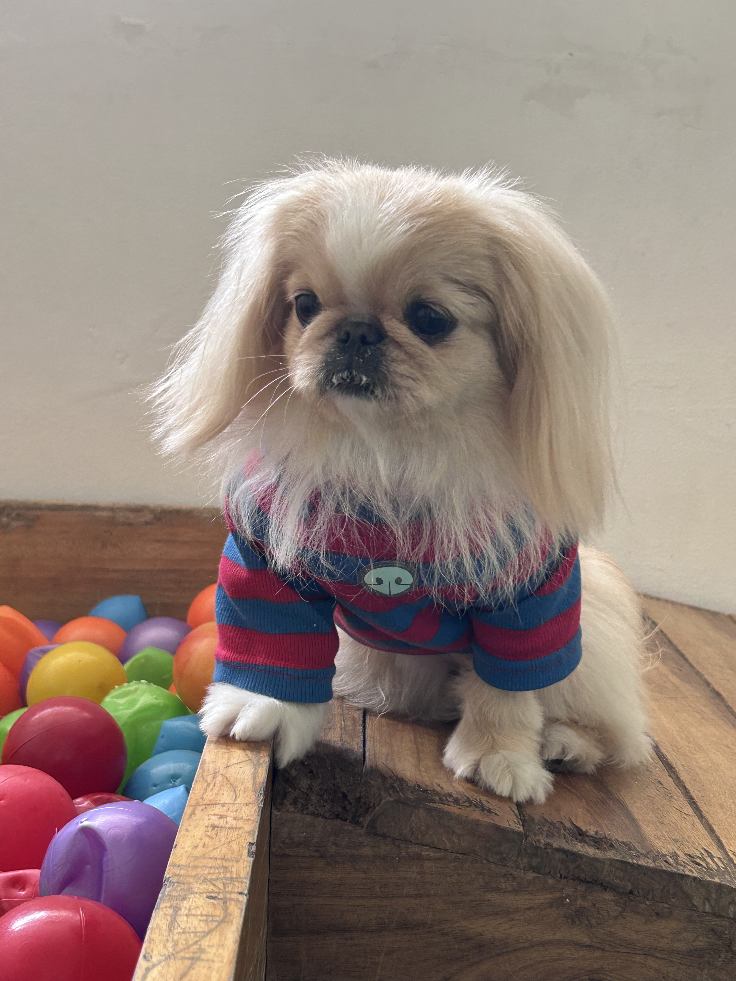 Perro jugando en Amico