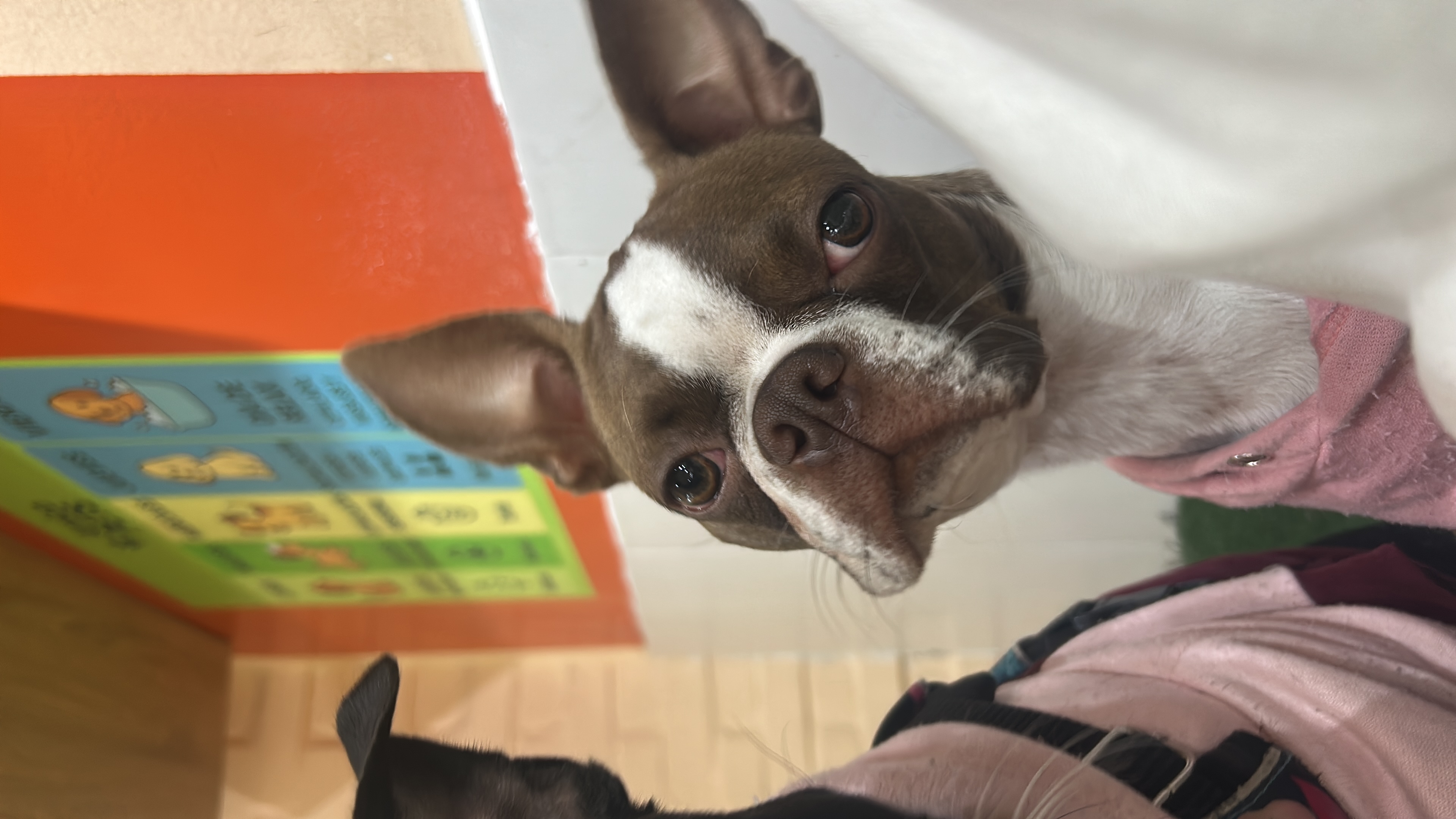 Perro jugando en Amico